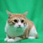 Кот Зачёт — неформальный талисман студентов Политеха «Лыткарино»